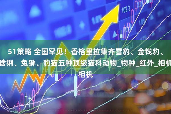 51策略 全国罕见！香格里拉集齐雪豹、金钱豹、猞猁、兔狲、豹猫五种顶级猫科动物_物种_红外_相机
